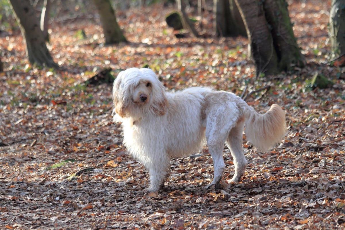 Chien d'Eau Portugais