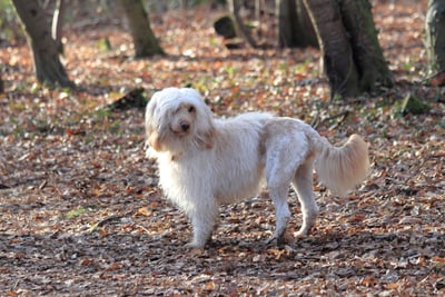 Chien d'Eau Portugais