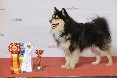 Chien Finnois de Laponie