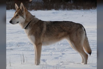 Chien-loup de Saarloos