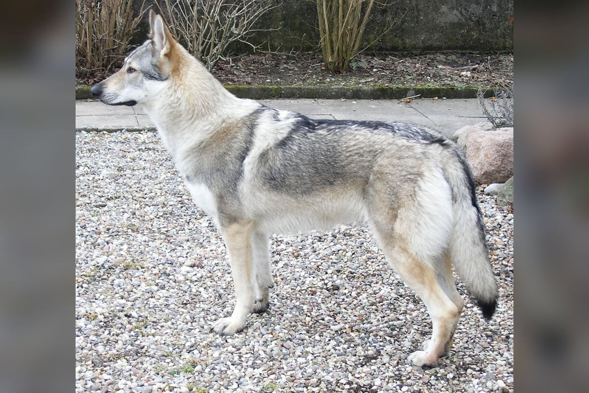 Chien-loup tchécoslovaque