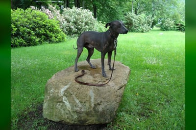 Chien Nu du Pérou