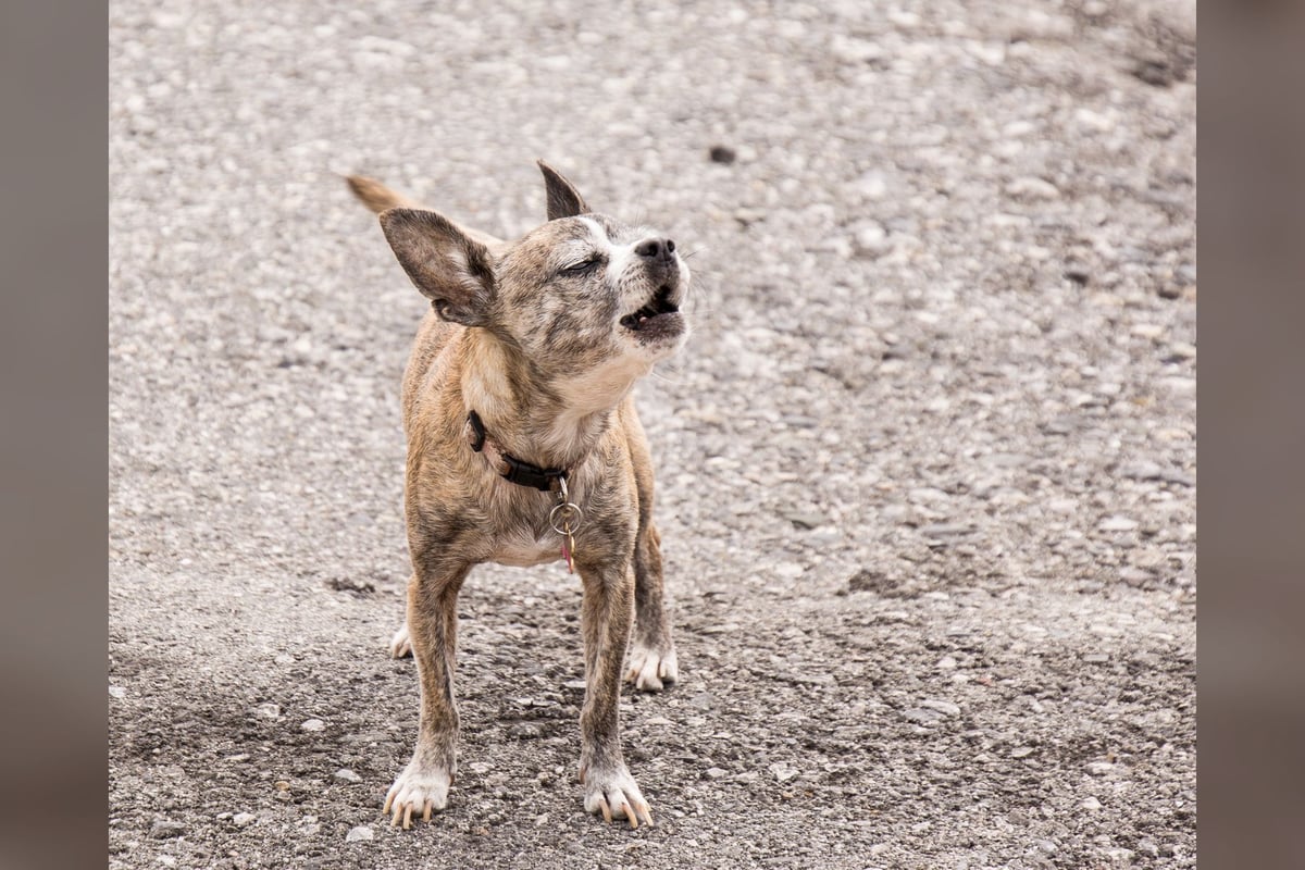 Chihuahua