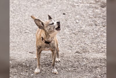Chihuahua
