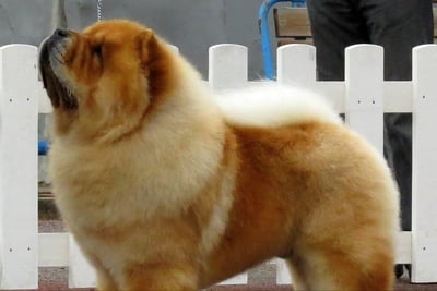 Chow-Chow