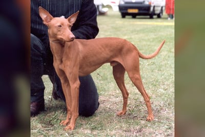 Cirneco de l'Etna