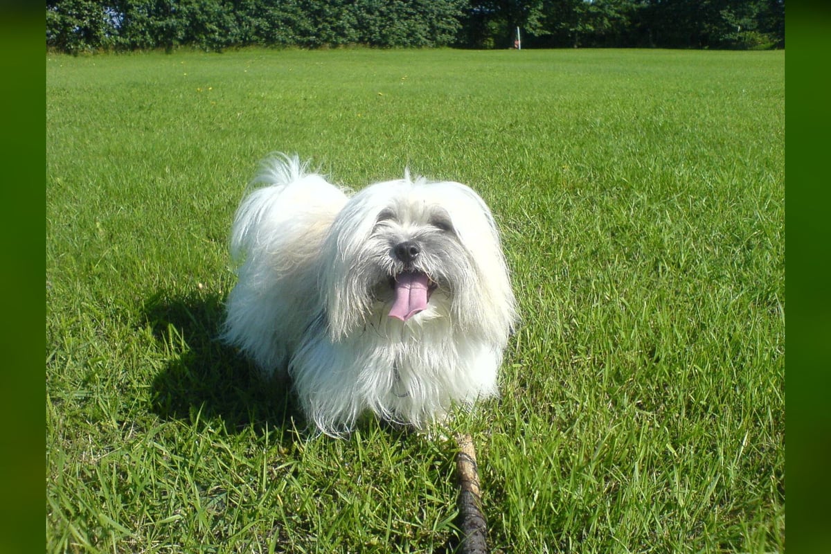 Coton de Tuléar