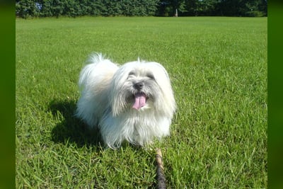 Coton de Tuléar