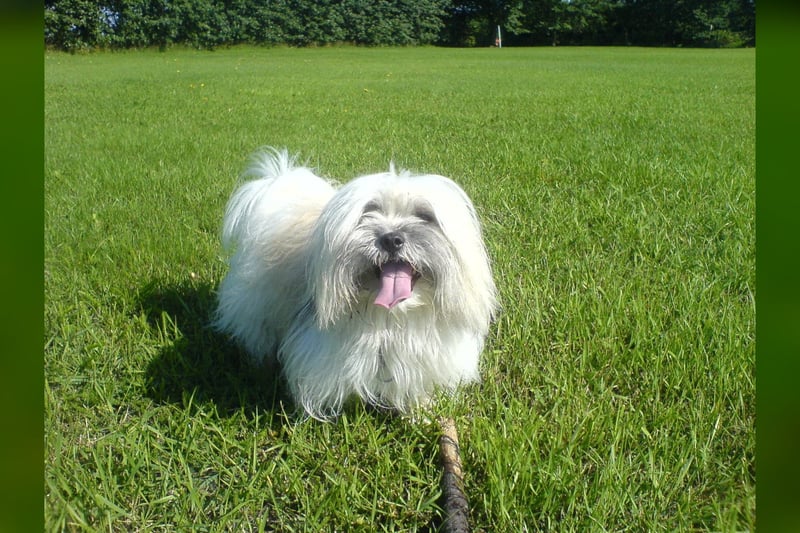 Coton de Tuléar