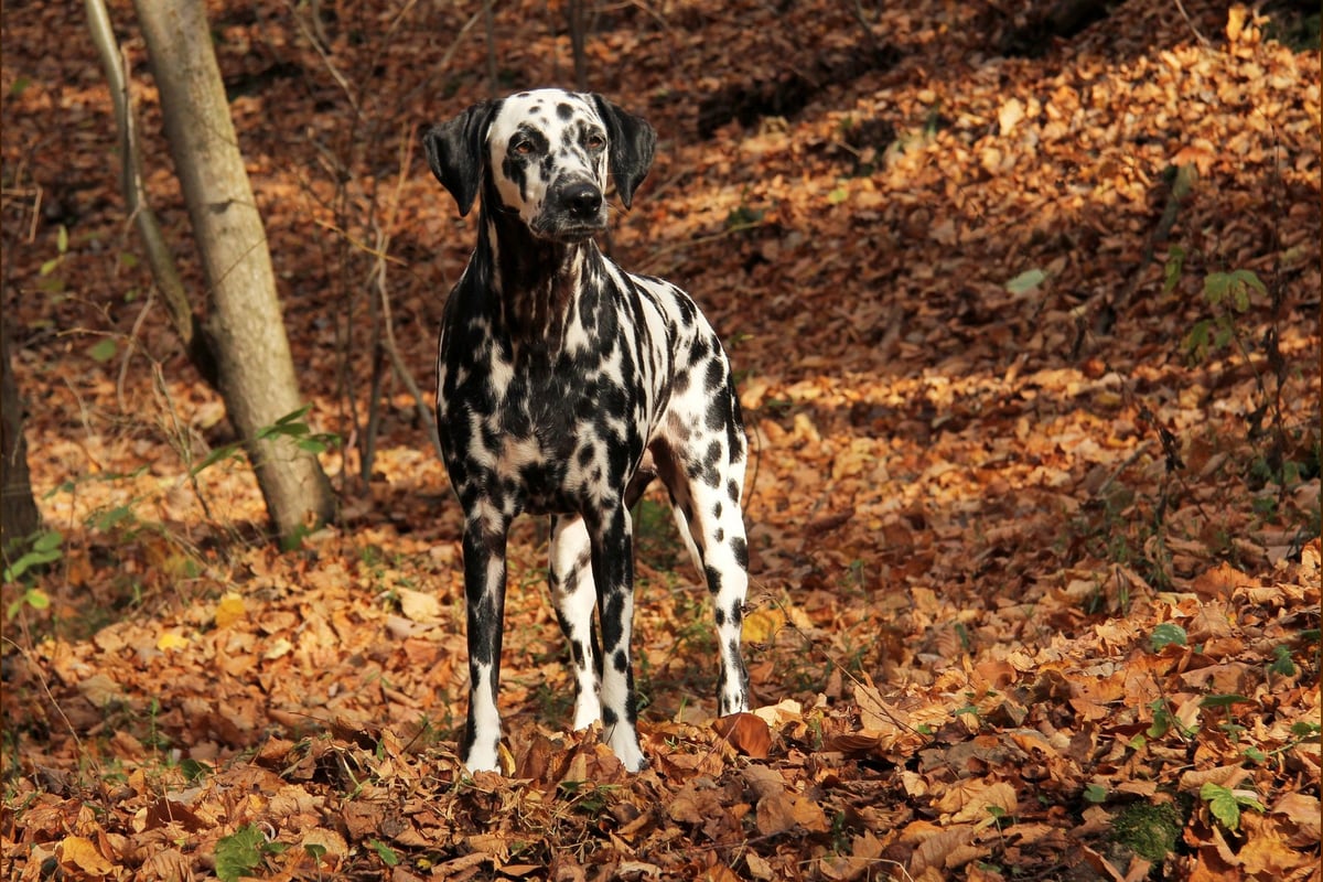 Dalmatien