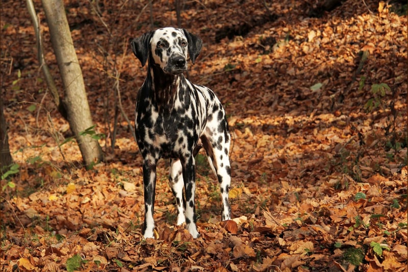 Dalmatien