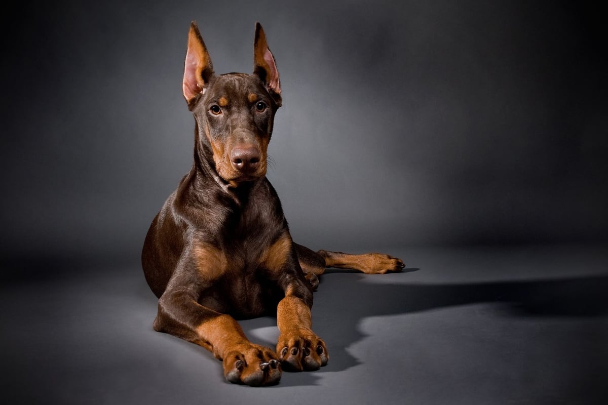 Doberman