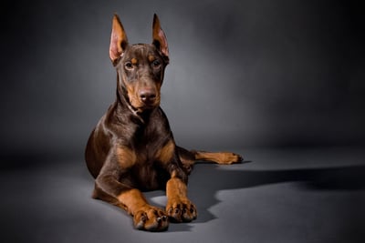 Doberman