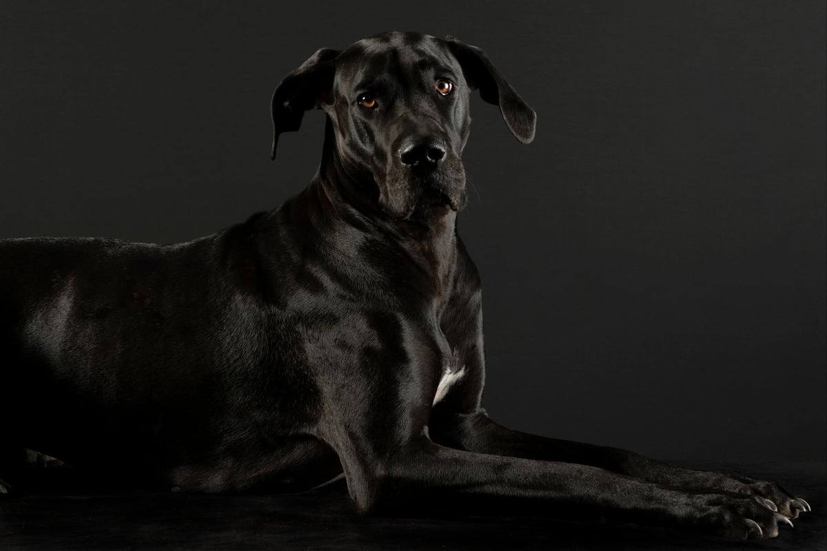 Dogue Allemand