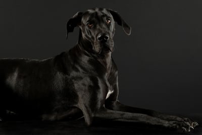 Dogue Allemand