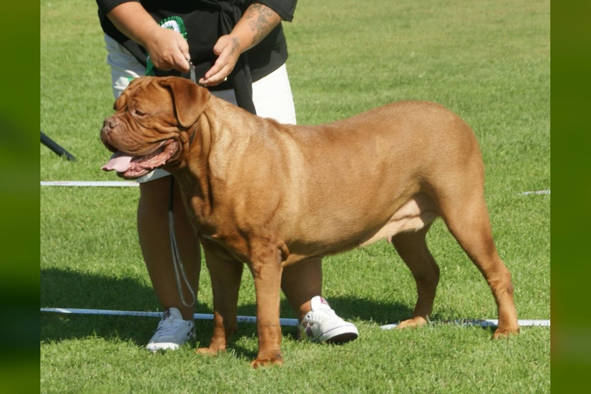Dogue de Bordeaux