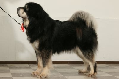 Dogue du Tibet