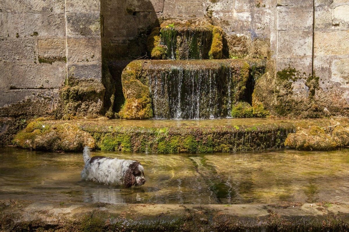 English Springer Spaniel
