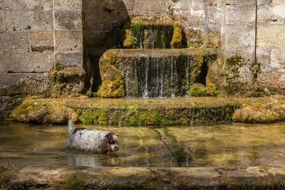English Springer Spaniel