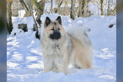 Eurasier