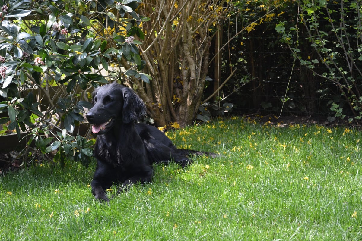Flat-Coated Retriever