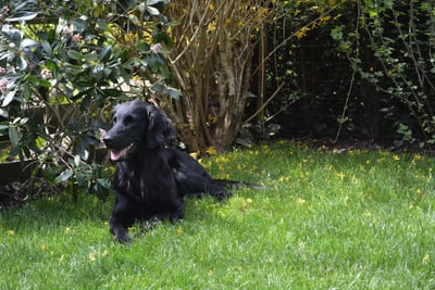Flat-Coated Retriever