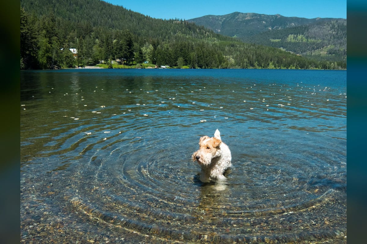 Fox Terrier Poil Dur