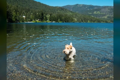 Fox Terrier Poil Dur