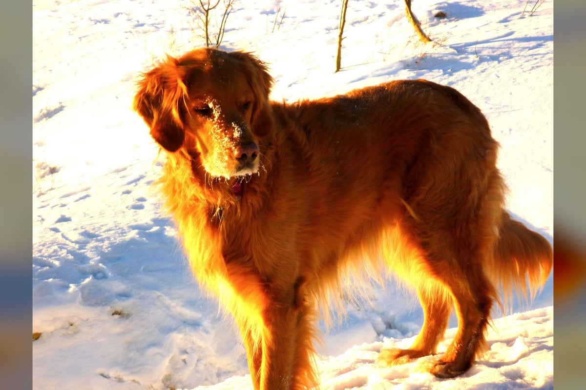 Golden Retriever