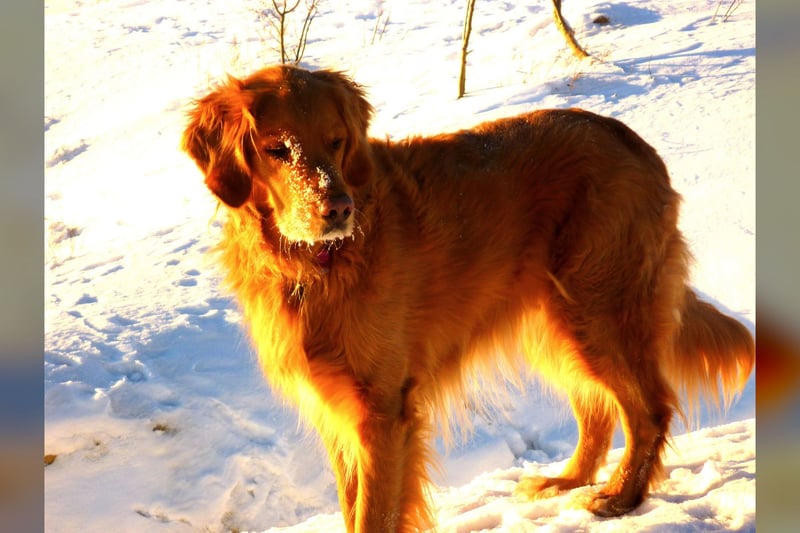 Golden Retriever
