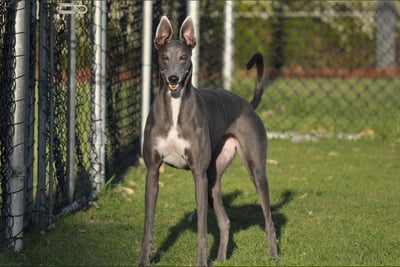Greyhound