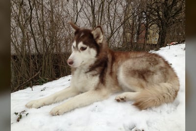 Husky Sibérien