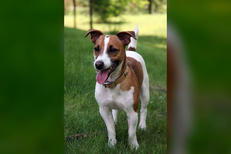 Jack Russell Terrier