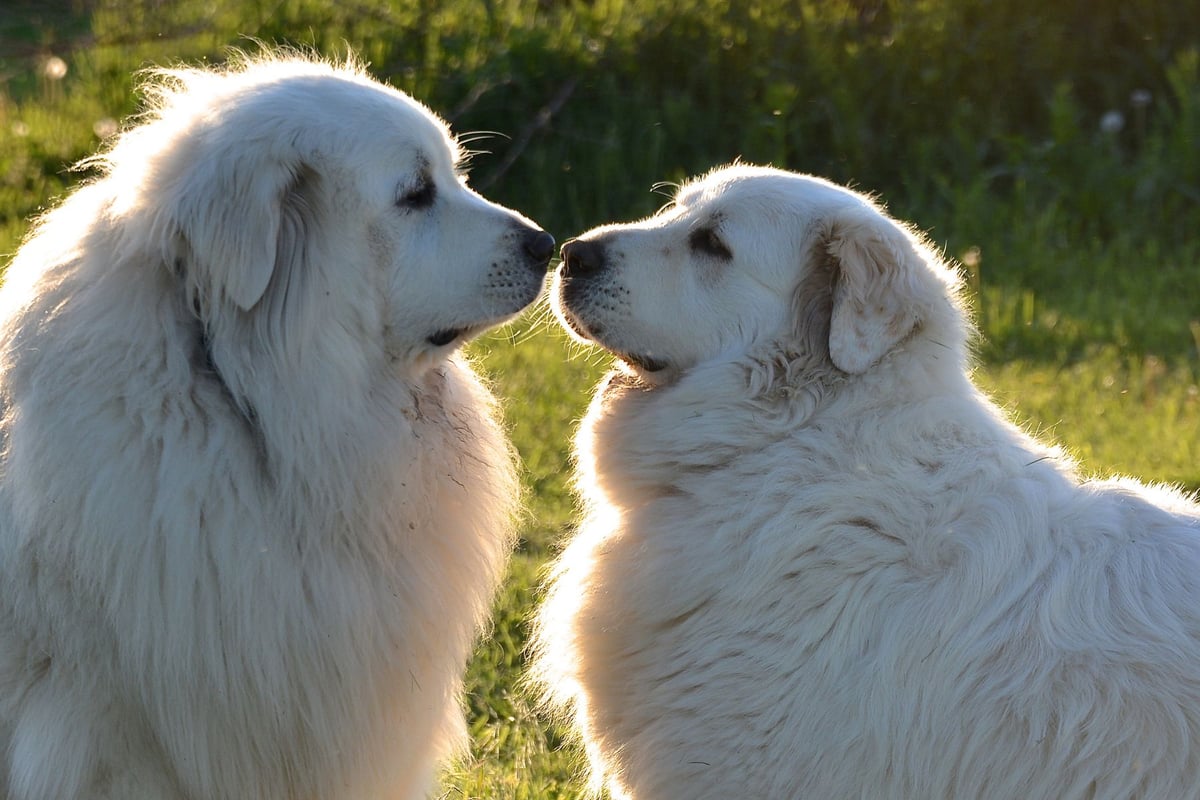 Kuvasz
