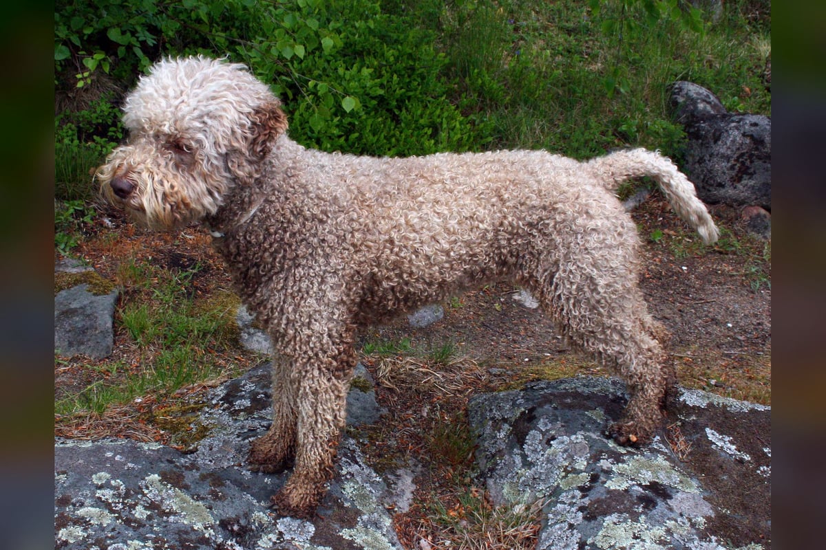 Lagotto Romagnolo
