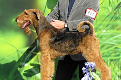 Lakeland Terrier