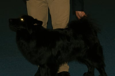 Lapphund Suédois
