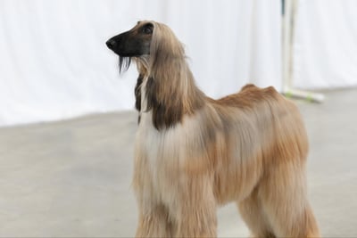Lévrier Afghan