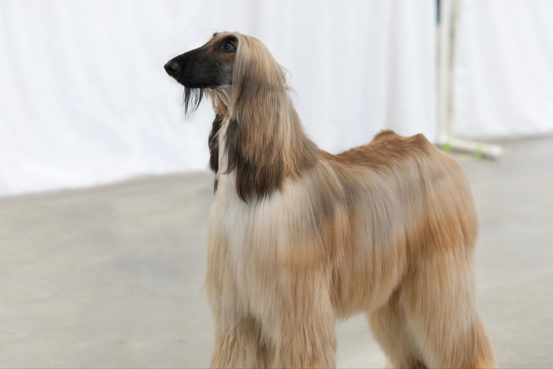 Lévrier Afghan