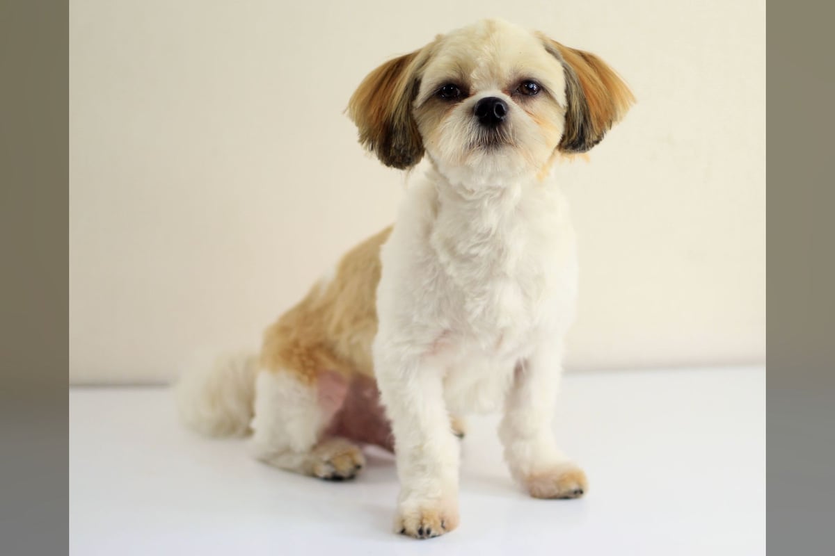 Lhassa Apso