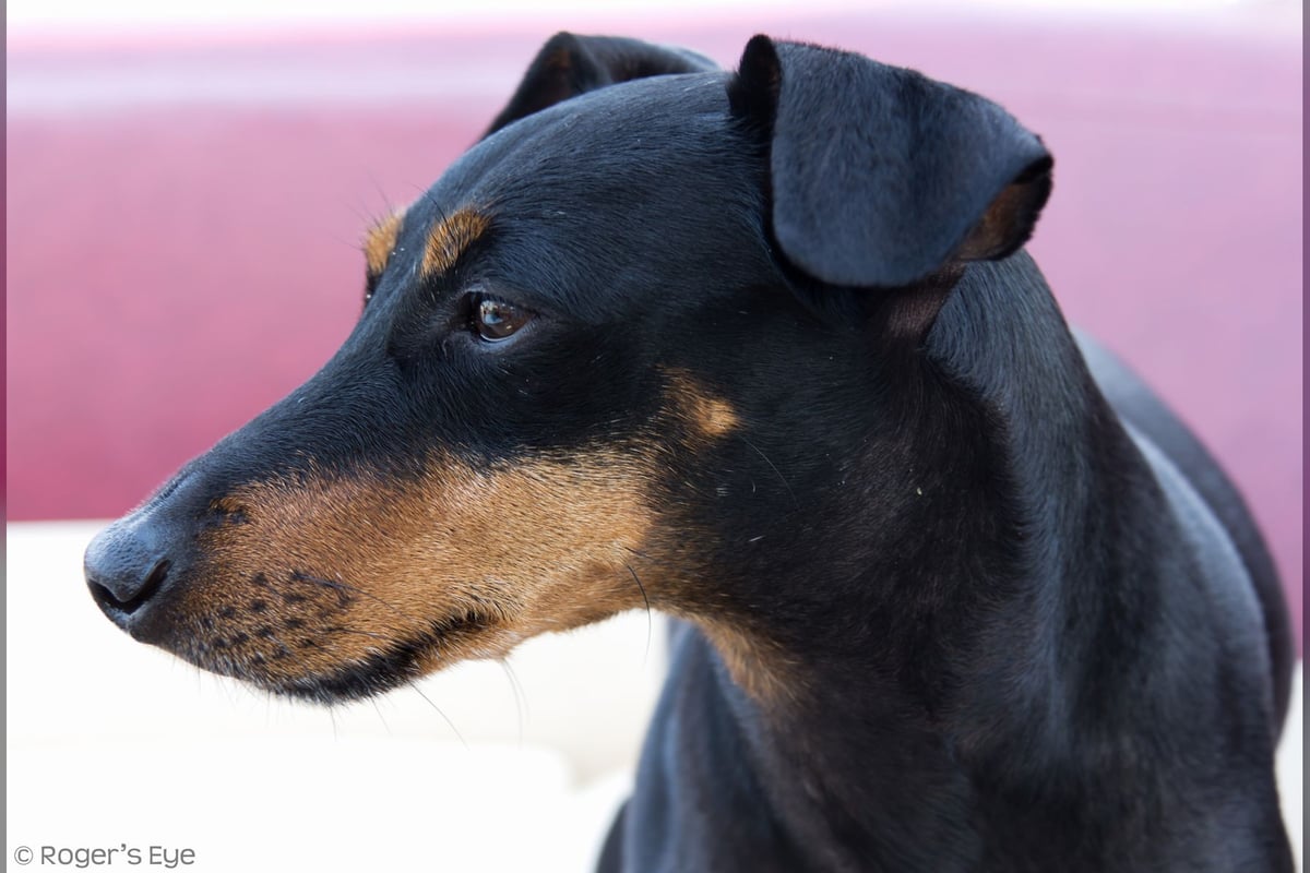 Manchester Terrier