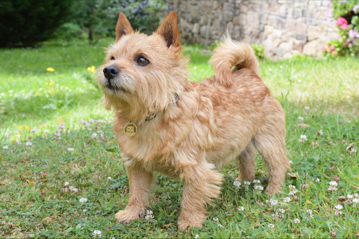 Norwich Terrier