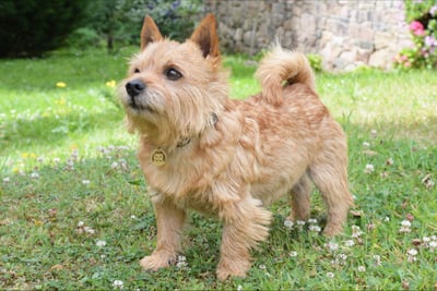 Norwich Terrier