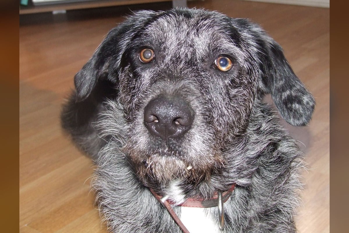 Otterhound