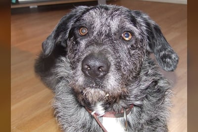 Otterhound