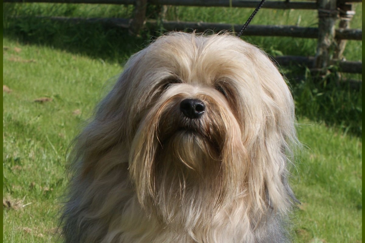 Petit Chien Lion