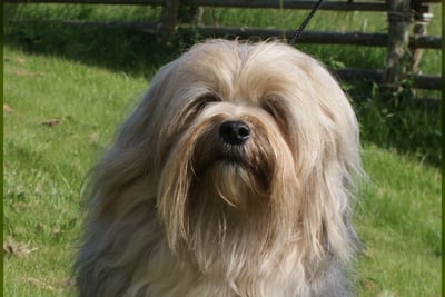 Petit Chien Lion