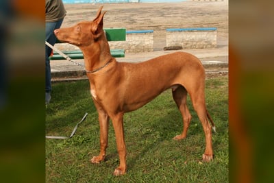 Pharaon Hound