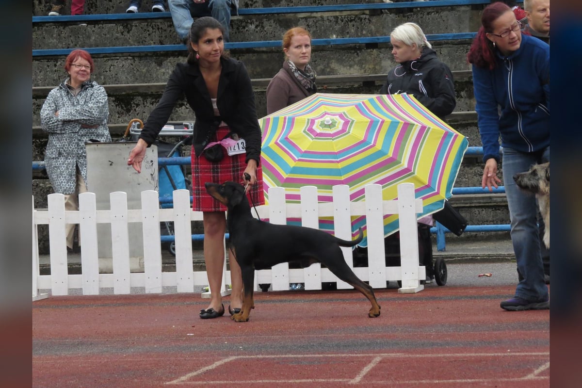 Pinscher Allemand