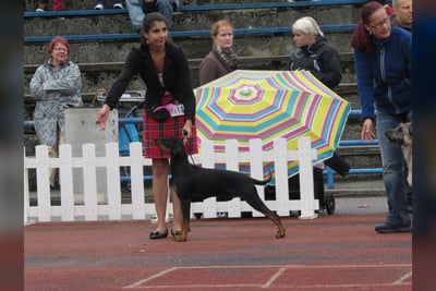 Pinscher Allemand